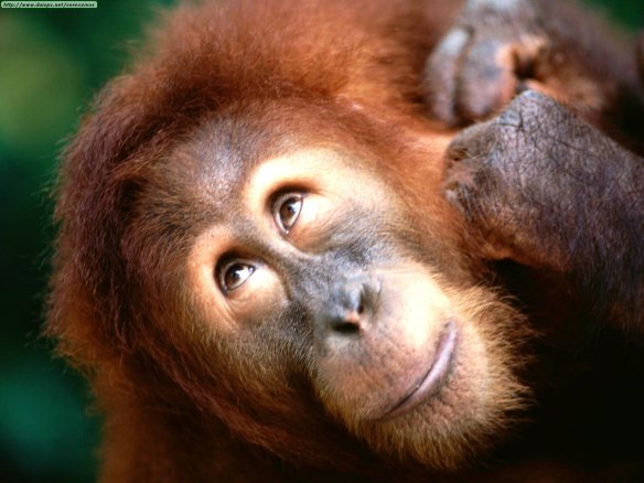 Animals Orangutans_Angelic Face, Sumatran Orangutan